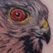 Tattoos - Sharpshin Hawk - 15769